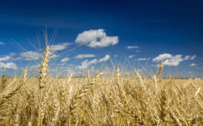 Инвестиции в сельское хозяйство Прииртышья составили почти 70 млрд тенге