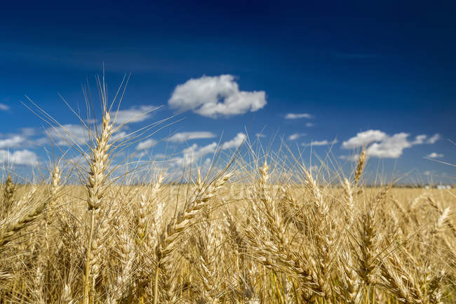 Ертіс өңірінің ауыл шаруашылығына құйылған инвестициялар шамамен 70 млрд теңгені құрады